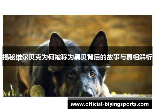 揭秘维尔贝克为何被称为黑贝背后的故事与真相解析 揭秘维尔贝克为何被称为黑贝背后的故事与真相解析